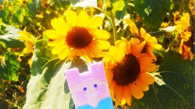 ひまわり畑から「きんにちうぃー」。屋外だとフェルトニラが活躍しがち。